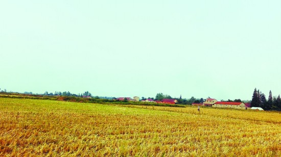  “新型农民”王泉林承包的土地。刘成良/摄